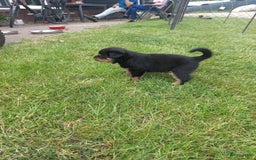 Rottweiler honden te koop: Nog 3 super lieve rottweiler reutjes. - Afbeelding 15
