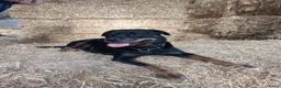 Rottweiler honden te koop: Super lieve sociale puppy's  - Advertentie 2