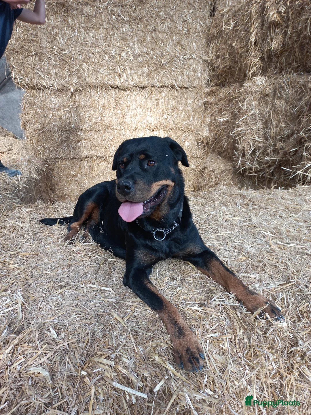 Rottweiler honden te koop: Super lieve sociale puppy's  - Advertentie 2
