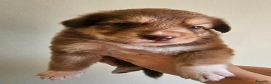 Teef 4