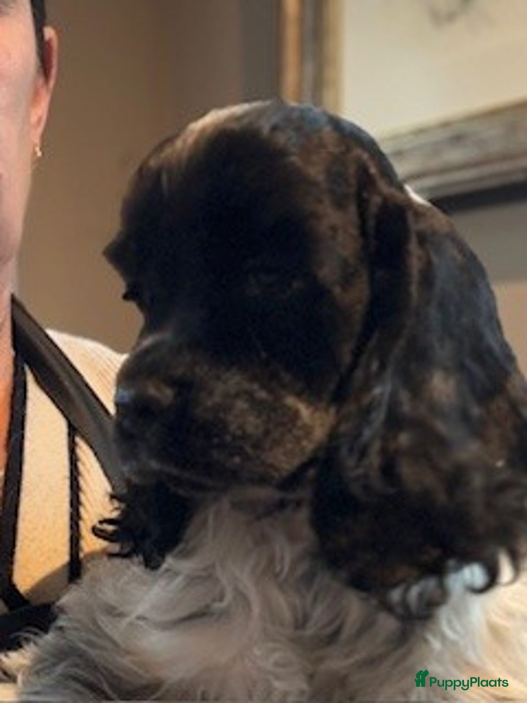 Amerikaanse Cocker Spaniel honden te koop: 4 blauwschimmel reutjes Amerikaanse Cocker Spaniel - Advertentie 2