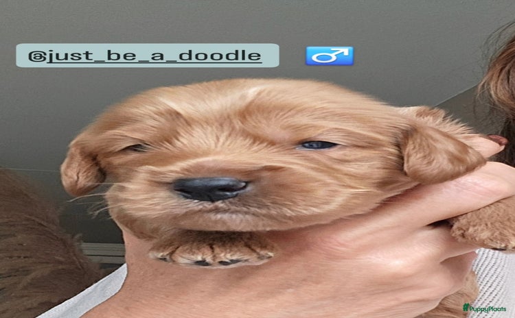 Australian Labradoodle honden Mini Australian labradoodle pups - Advertentie 2