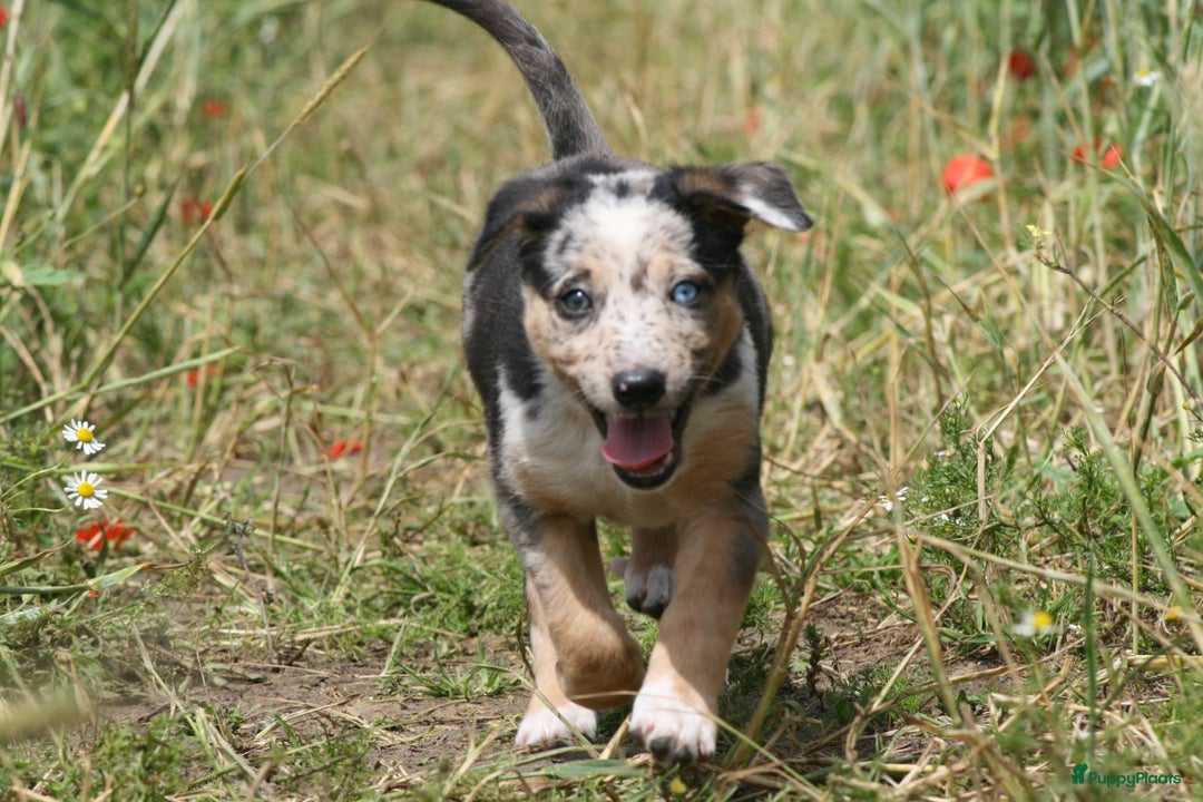 Australian Shepherd honden te koop: Kruising Aussi pups  - Afbeelding 4