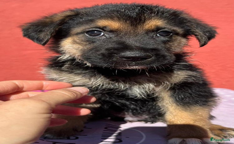 Kruising honden - Advertentie 5