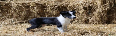 Border Collie Puppy 4