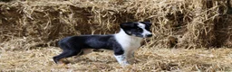 Border Collie honden te koop: Bordercollie pups uit werklijn met isds stamboom in Echtenerbrug - Advertentie 8