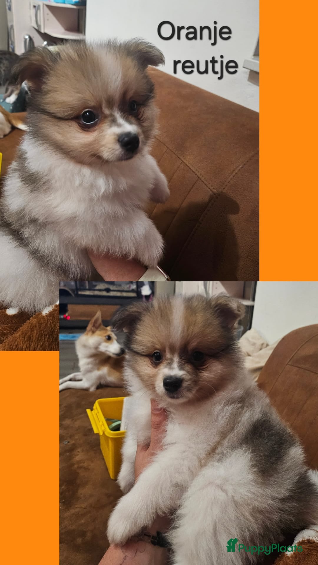 Kruising honden te koop: Lieve pomeriaan/kleine keeshond pups - Advertentie 4