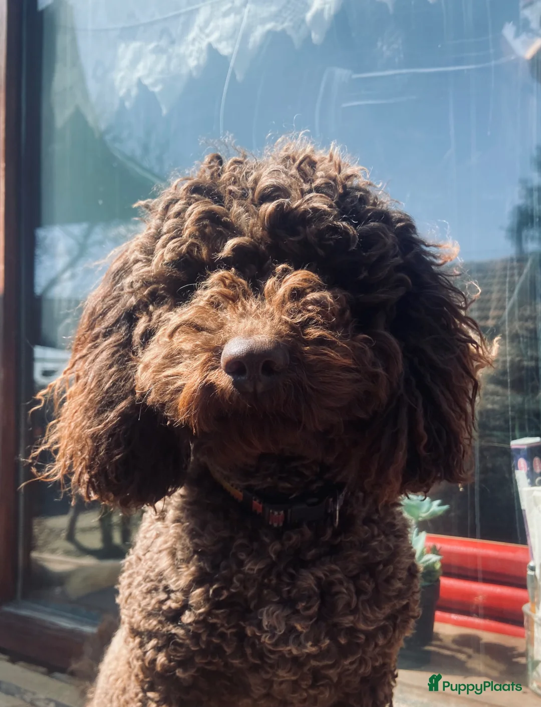 Kruising honden te koop: toy/dwergpoedel pups abrikoos en zwart - Advertentie 16