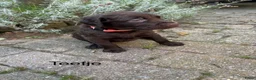 Labradoodle honden te koop: Prachtige chocoladebruine Labradoodle F1 pups  - Advertentie 3