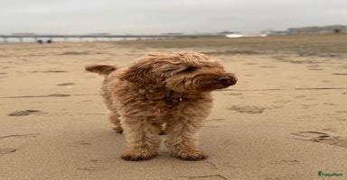 Australian Labradoodle honden - Advertentie 5