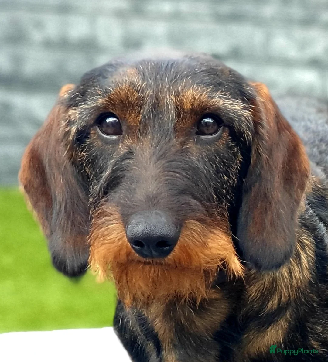 Galerij afbeelding {{count}}