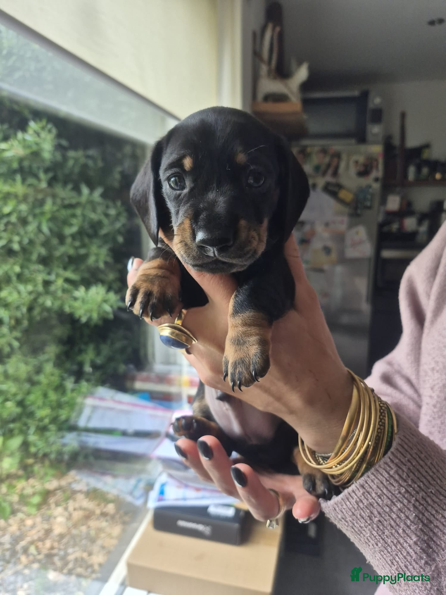 Teckel (korthaar)  honden te koop: ❤️ Prachtige, sociale, lieve dwergteckel pups ❤️ - Advertentie 4