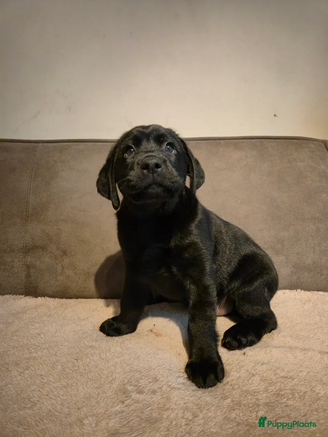 Labrador Retriever honden te koop: Labrador Retriever pup teefje - Advertentie 4