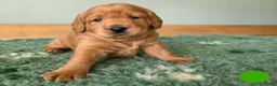 Labradoodle honden te koop: Prachtige  medium abricot labradoodles - Advertentie 6