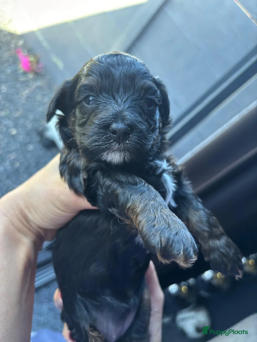 Kruising honden te koop: Super mooie boompoo pups  - Advertentie 2