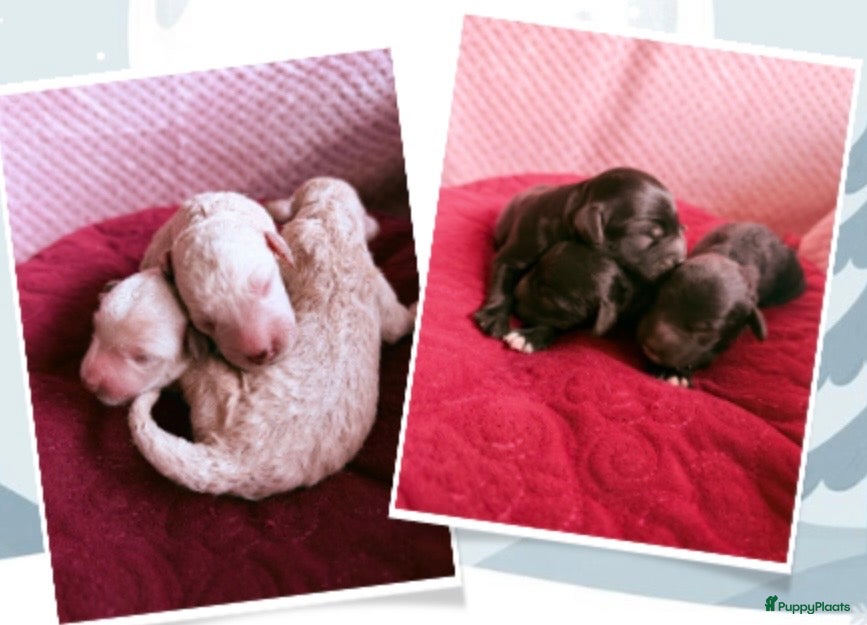 Australian Labradoodle honden Medium Cobberdog/Australian Labradoodles geboren! - Advertentie 1