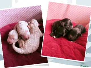 Australian Labradoodle honden Medium Cobberdog/Australian Labradoodles geboren! - Advertentie 1