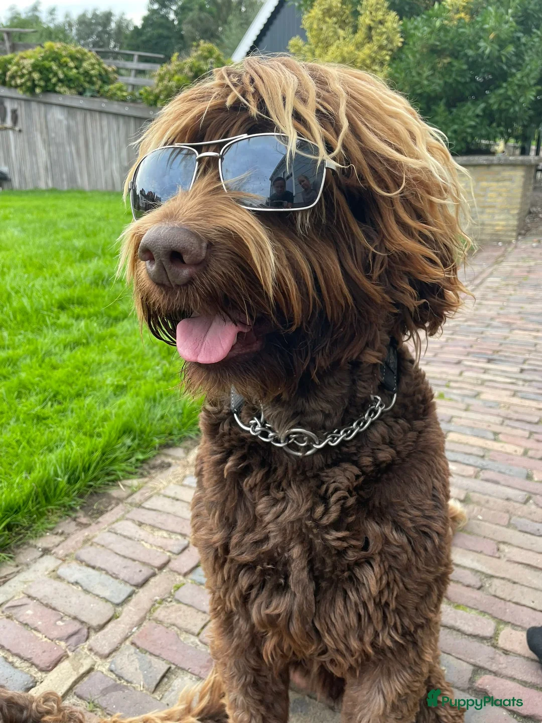 Australian Labradoodle honden te koop: Medium Chocolade labradoodles met Australian bloed - Advertentie 4