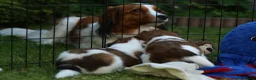 Kooikerhondje honden te koop: Raszuivere Kooikerpup reu. - Advertentie 10
