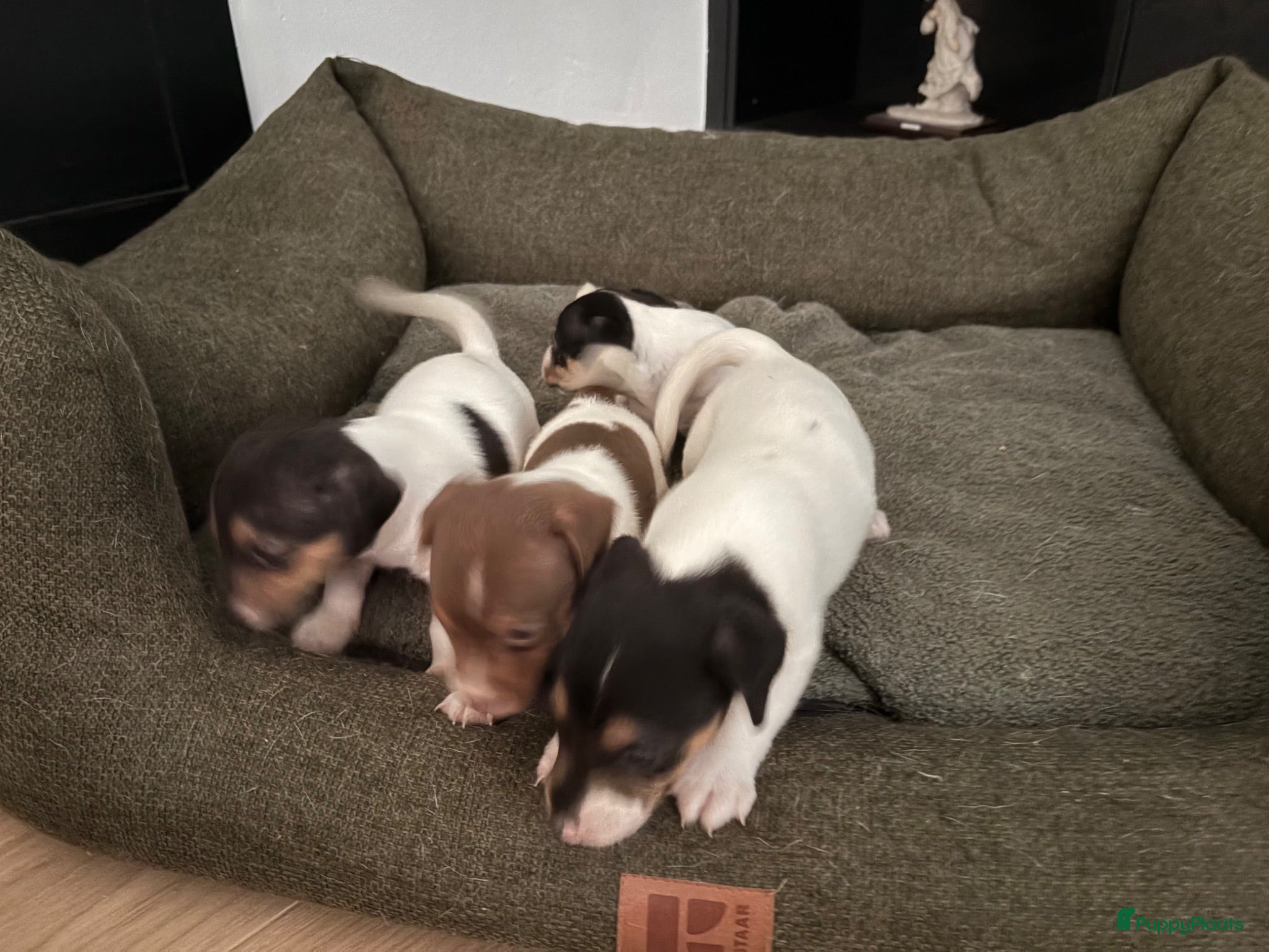 Jack Russel Terriër honden 4 lieve Jack Russel pups zoeken warme thuis  - Advertentie 2