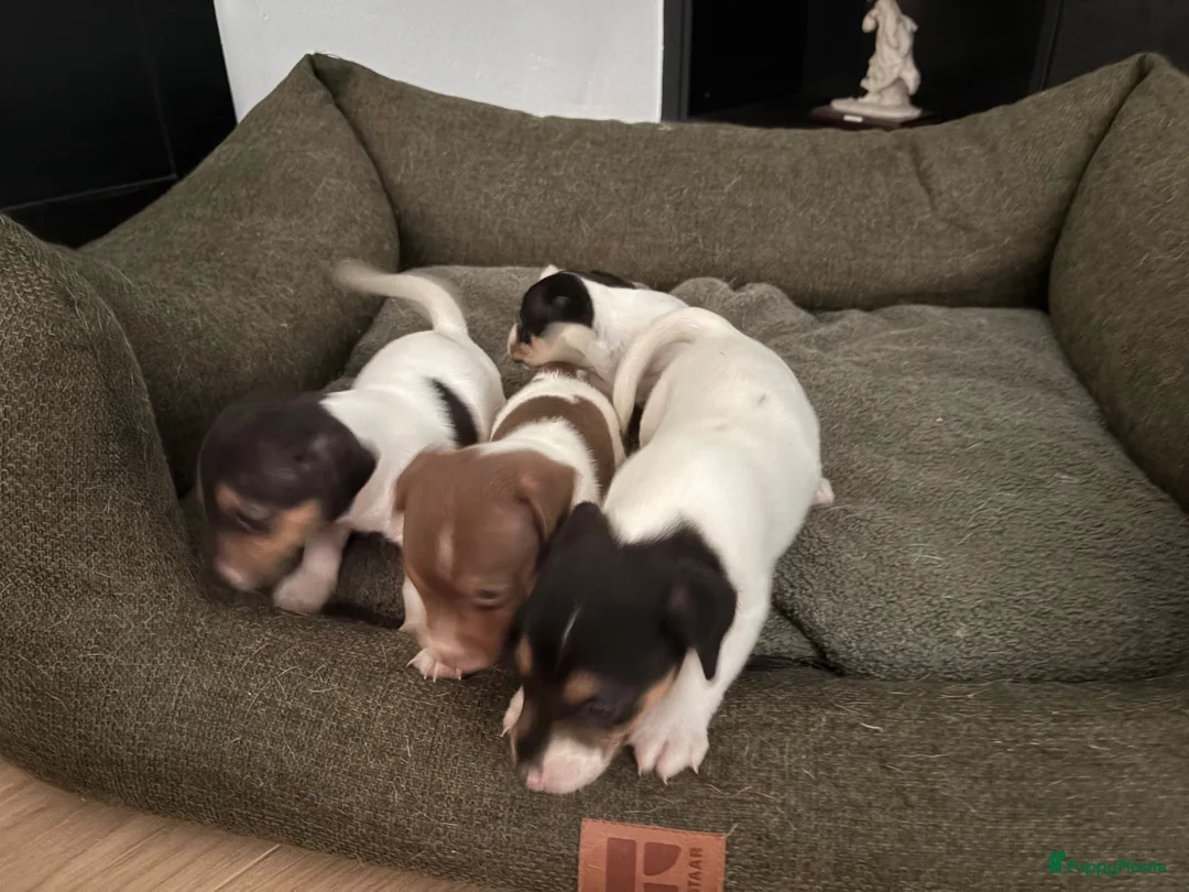 Jack Russel Terriër honden te koop: 4 lieve Jack Russel pups zoeken warme thuis  - Advertentie 2