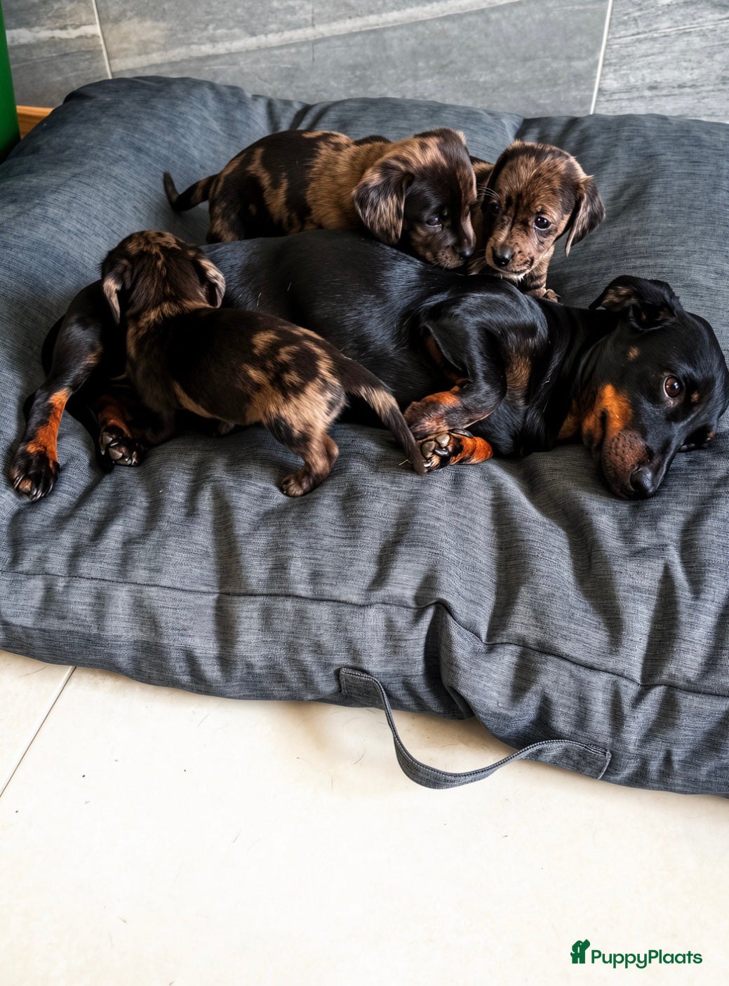 Teckel (korthaar)  honden Dwerg teckel pups Klaar voor hun nieuwe 4ever home - Advertentie 2