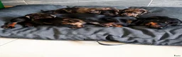 Teckel (korthaar)  honden te koop: Dwerg teckel pups Klaar voor hun nieuwe 4ever home - Advertentie 6
