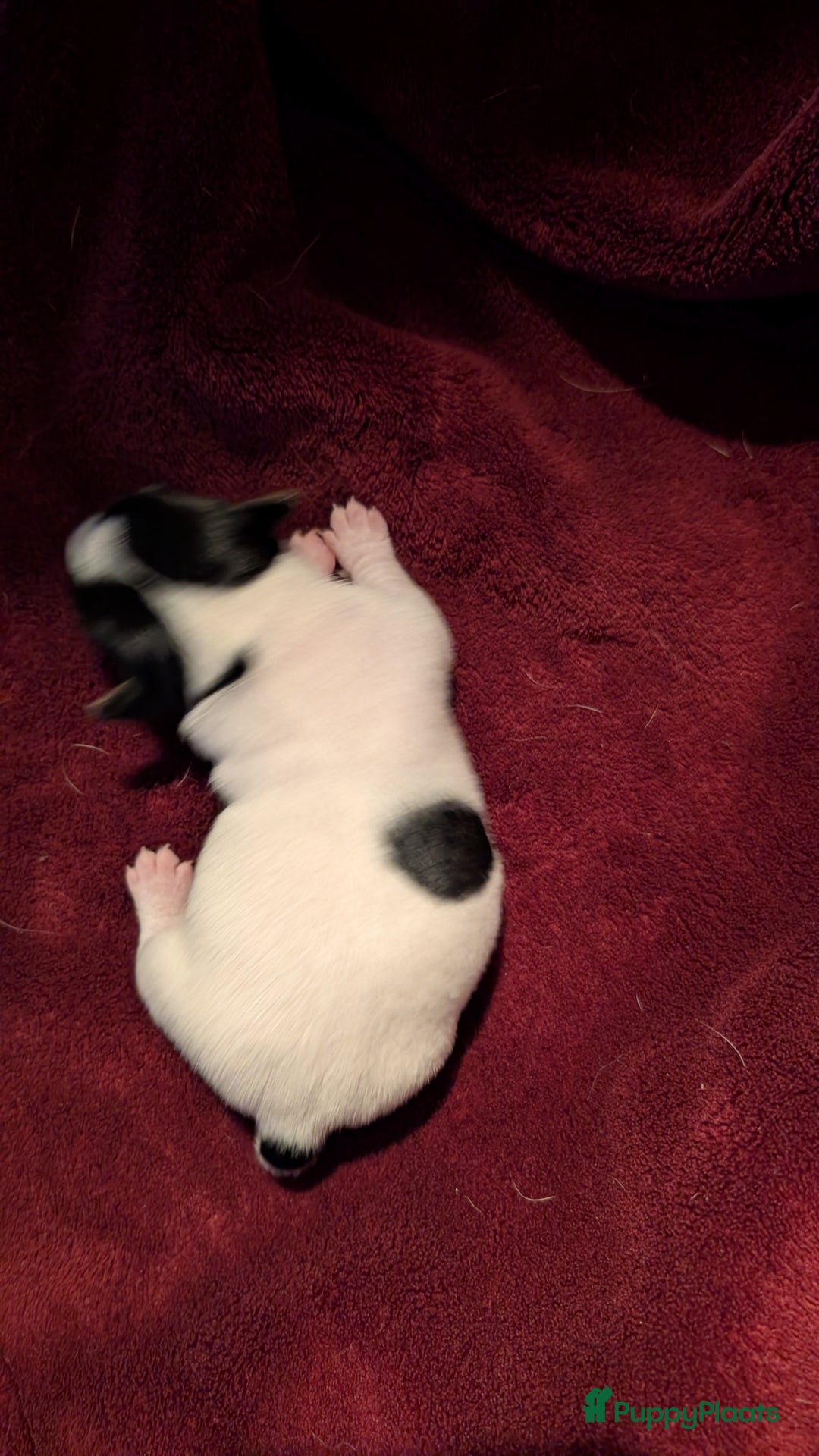 Jack Russel Terriër honden te koop: Jack Russell puppies  - Advertentie 5