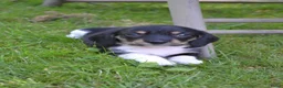 Ruwhaar Teckel honden te koop: Nest Ruwhaar Piebald Dwergteckels - Advertentie 11
