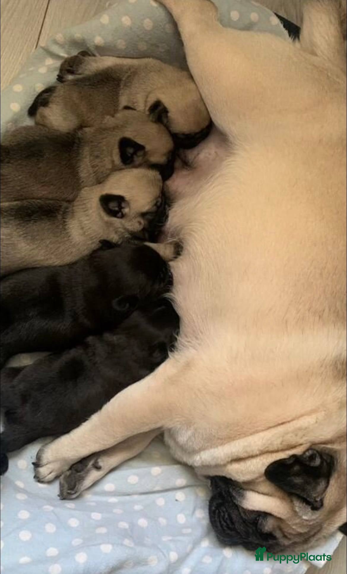 Mopshond honden Mopshond  puppy’s  - Advertentie 1