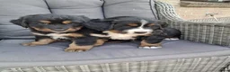 Berner Sennenhond honden te koop: Kruising berner sennen x boulab - Advertentie 7