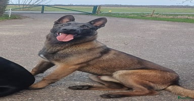 Mechelse Herder honden - Advertentie 6