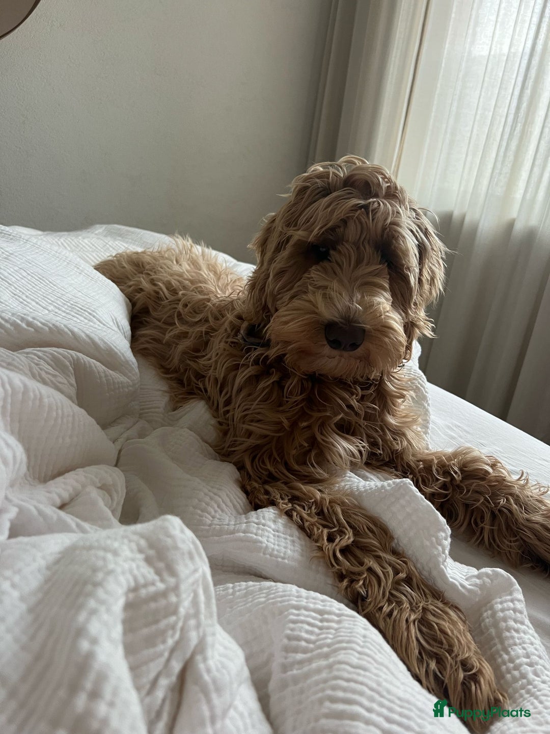 Australian Labradoodle honden te koop: Labradoodle medium ( Australian ) - Advertentie 31