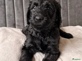 Kruising honden Goldendoodle/labradoodle - doubleDoodle nog 1 pup - Advertentie 2