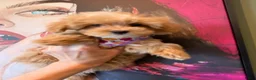 Maltipoo honden te koop: Mini maltipoo f1 , lief, speels en gezond - Advertentie 9