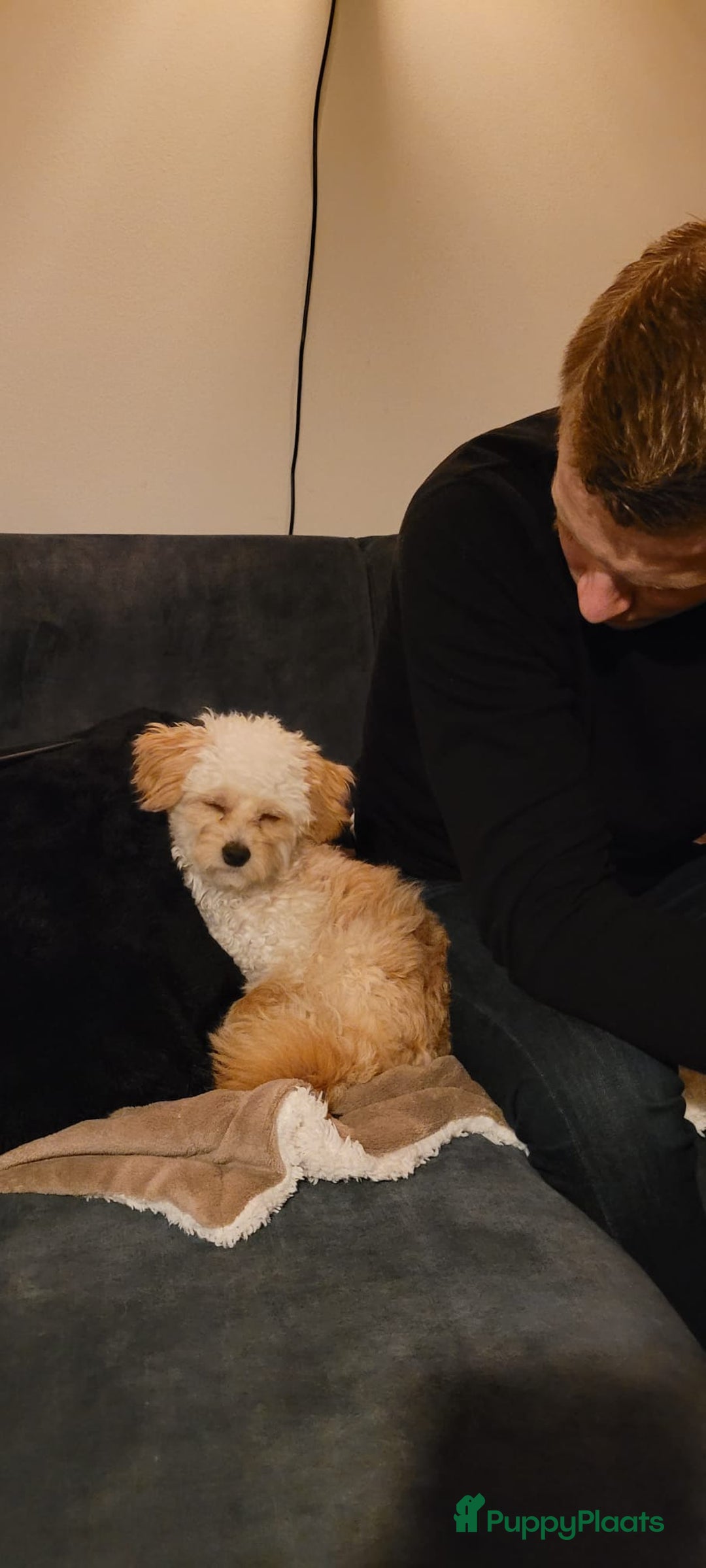 Maltipoo honden ter dekking: Toypoedel/Maltipoo dekreu, grote knuffelkont🥰 - Advertentie 8