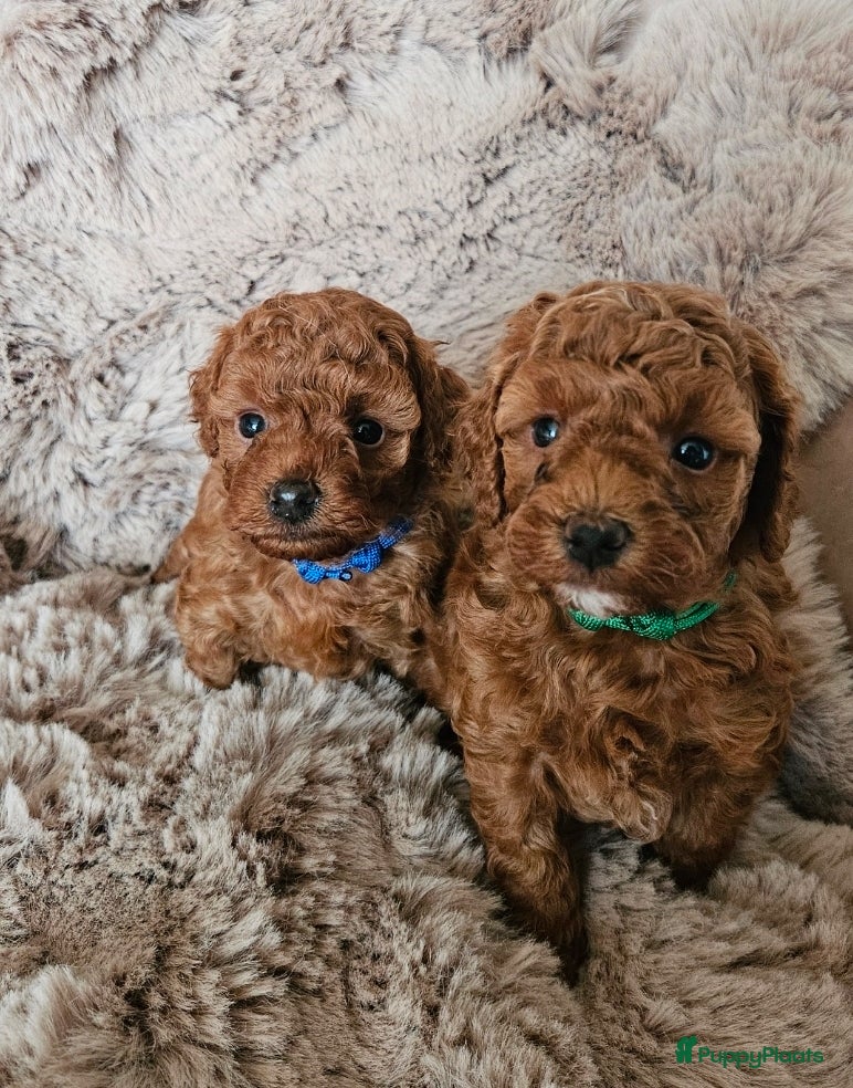 Australian Labradoodle honden mini doodle reu  - Advertentie 1