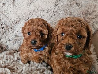 Australian Labradoodle honden mini doodle reu - Advertentie 1