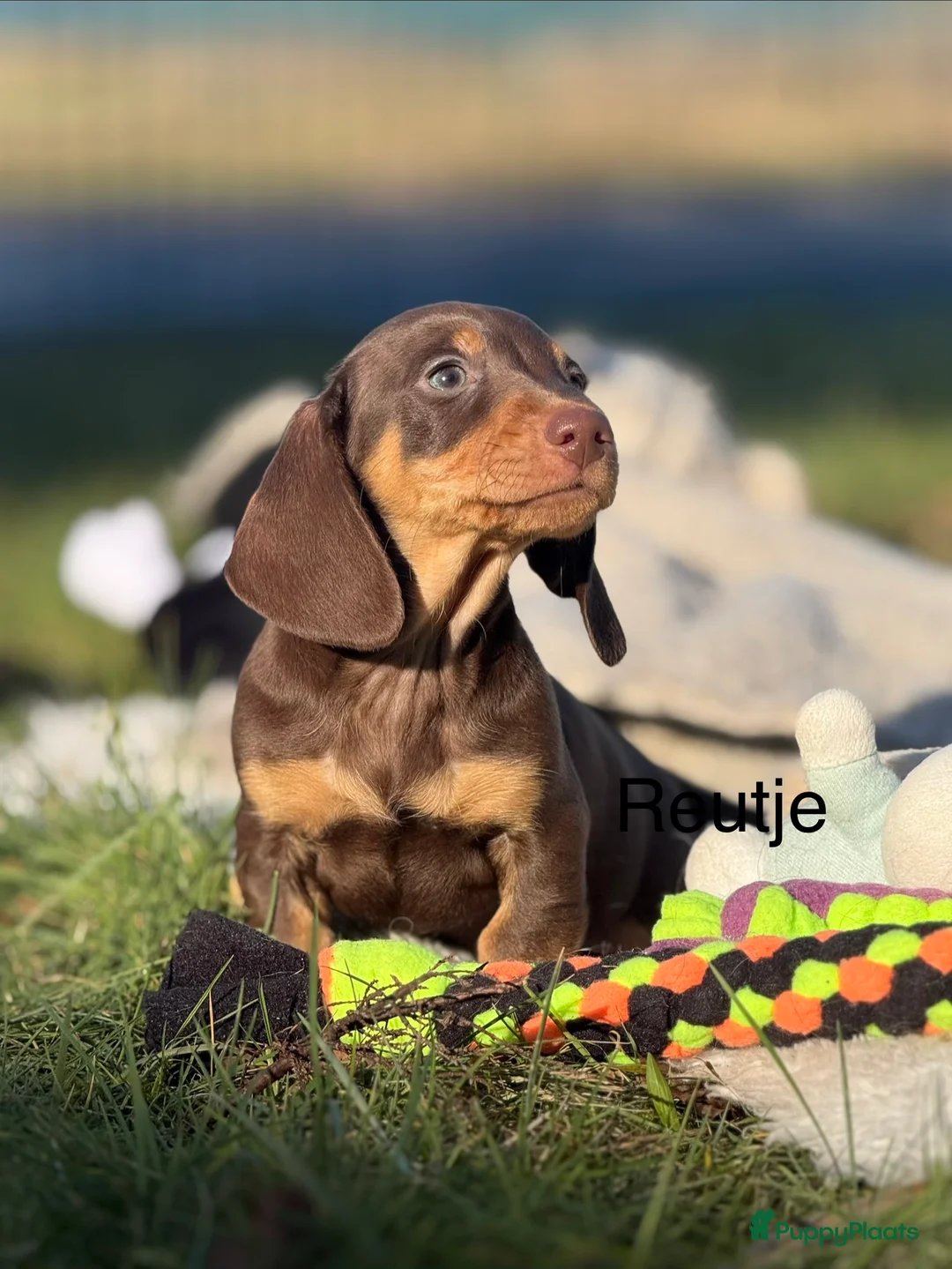 Teckel (korthaar)  honden te koop: Dwergteckel  puppies  - Advertentie 8