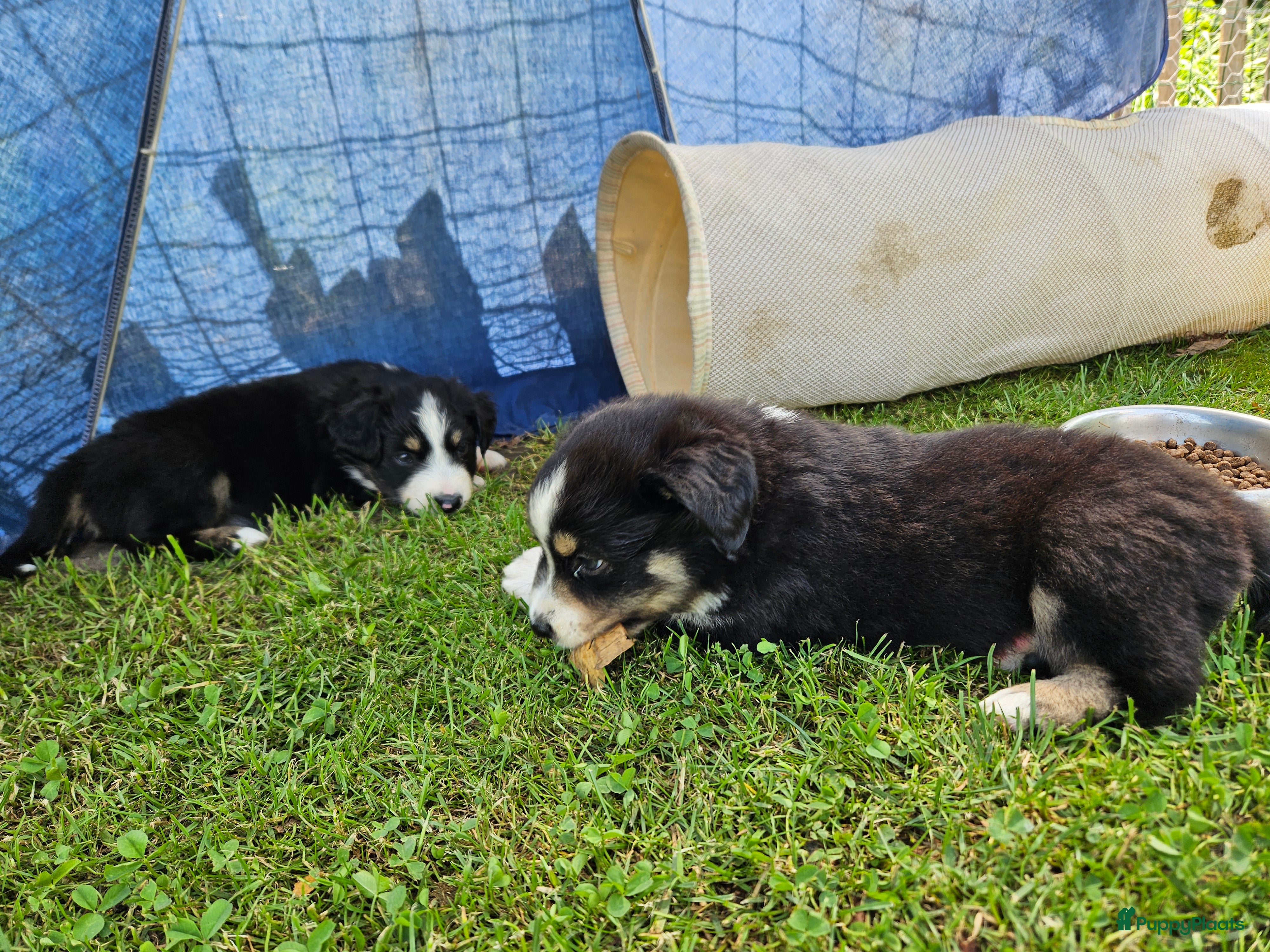 Australian Shepherd honden Prachtige mini Australian shepherd pups  - Advertentie 2