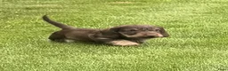 Ruwhaar Teckel honden te koop: zeer mooie pups beschikbaar voor goed huis. - Advertentie 8