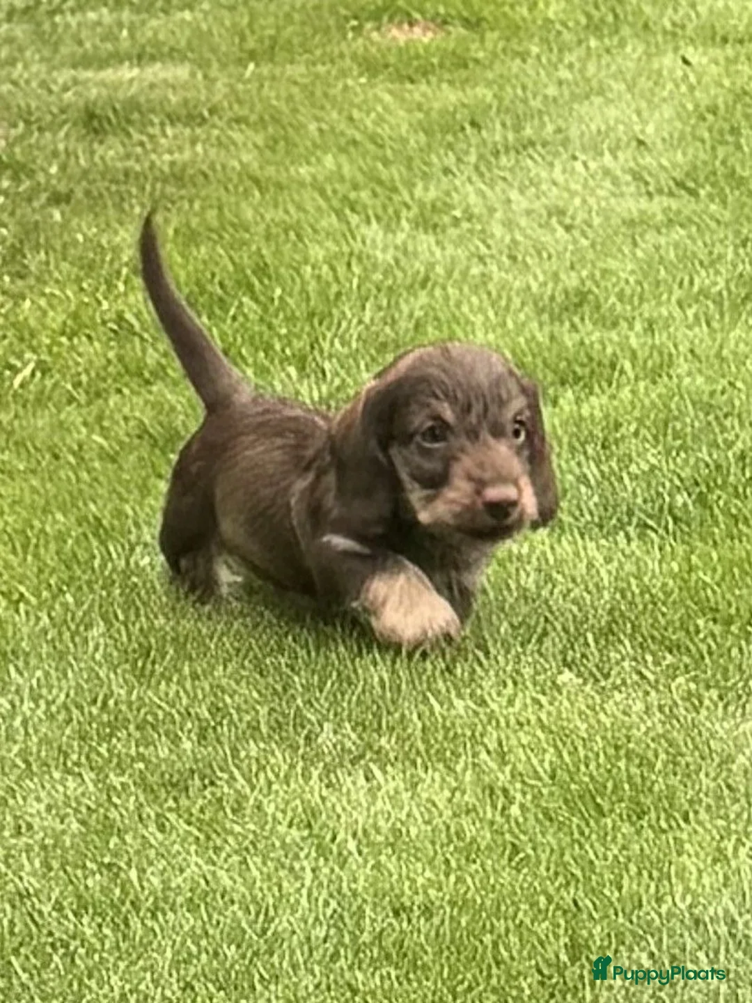 Ruwhaar Teckel honden te koop: zeer mooie pups beschikbaar voor goed huis. - Advertentie 8
