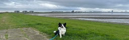 Border Collie honden ter dekking: Border Collie Dekreu in Terneuzen - Advertentie 9