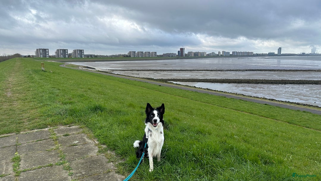 Border Collie honden ter dekking: Border Collie Dekreu in Terneuzen - Advertentie 9