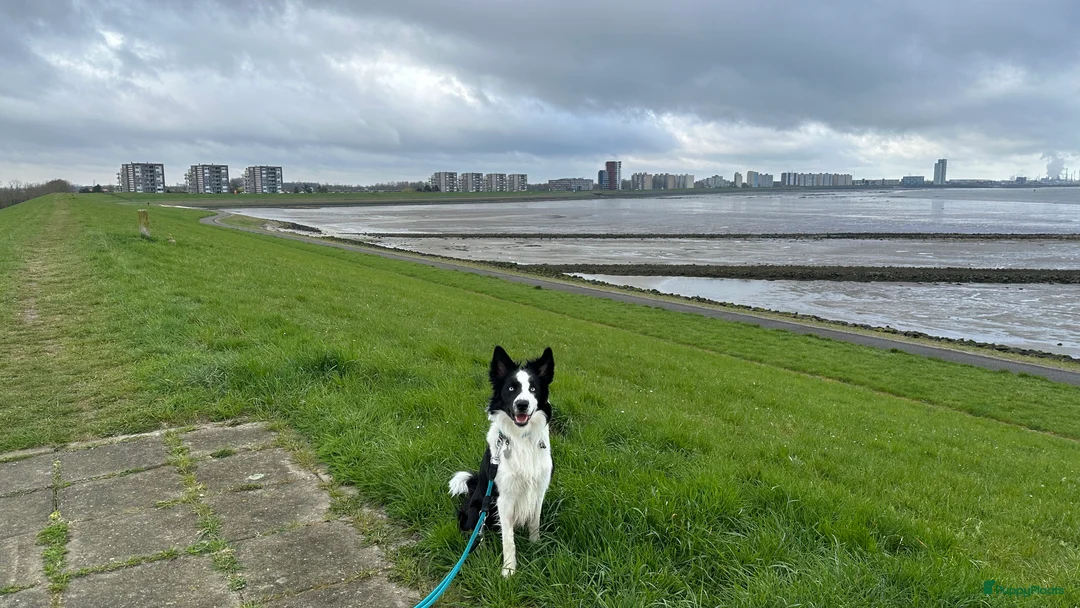 Border Collie honden ter dekking: Border Collie Dekreu in Terneuzen - Advertentie 9