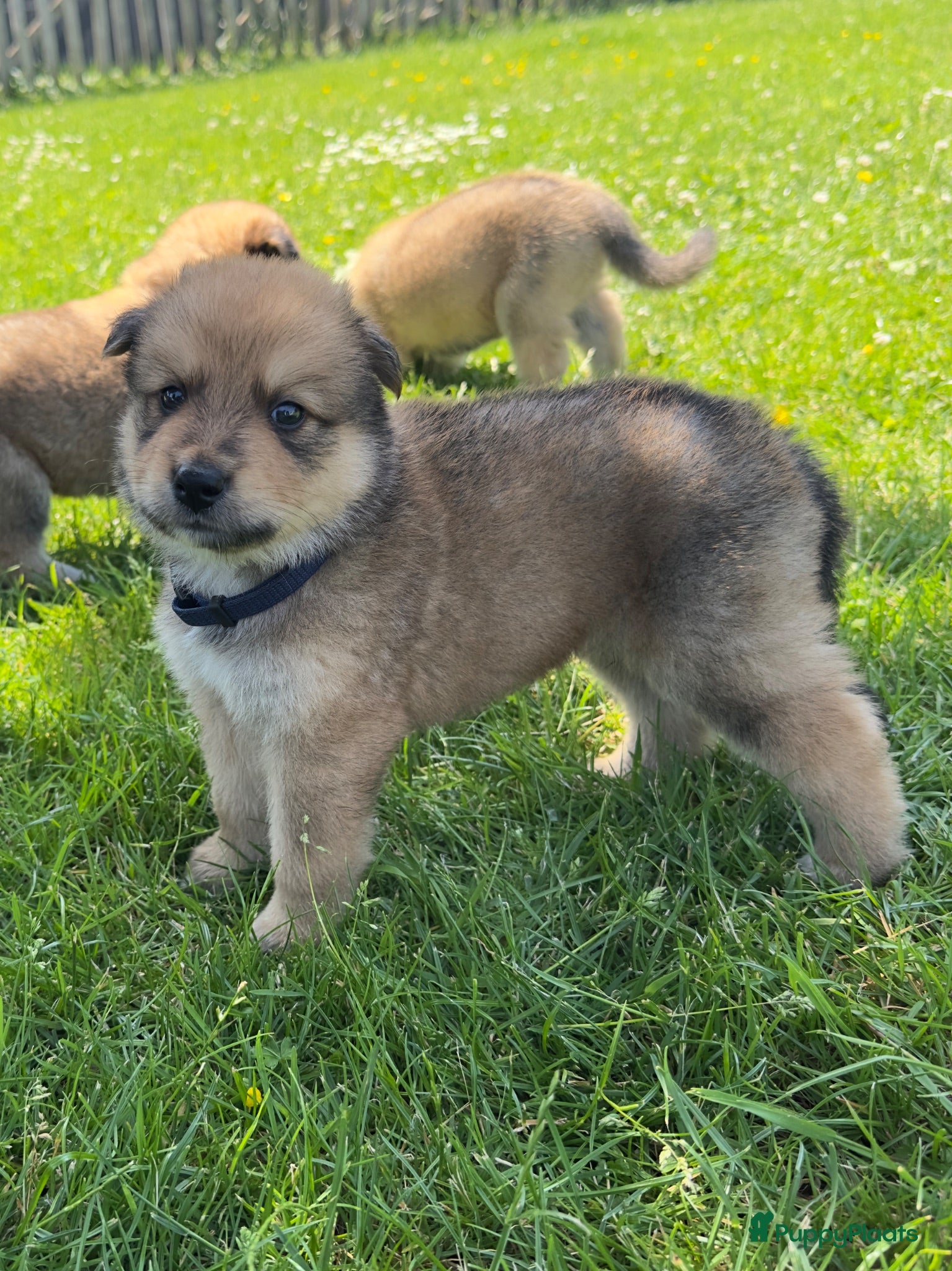 Kruising honden Pup Eurasiër / Herdermix - Advertentie 2