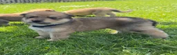 Kruising honden te koop: Pup Eurasiër / Herdermix - Advertentie 2