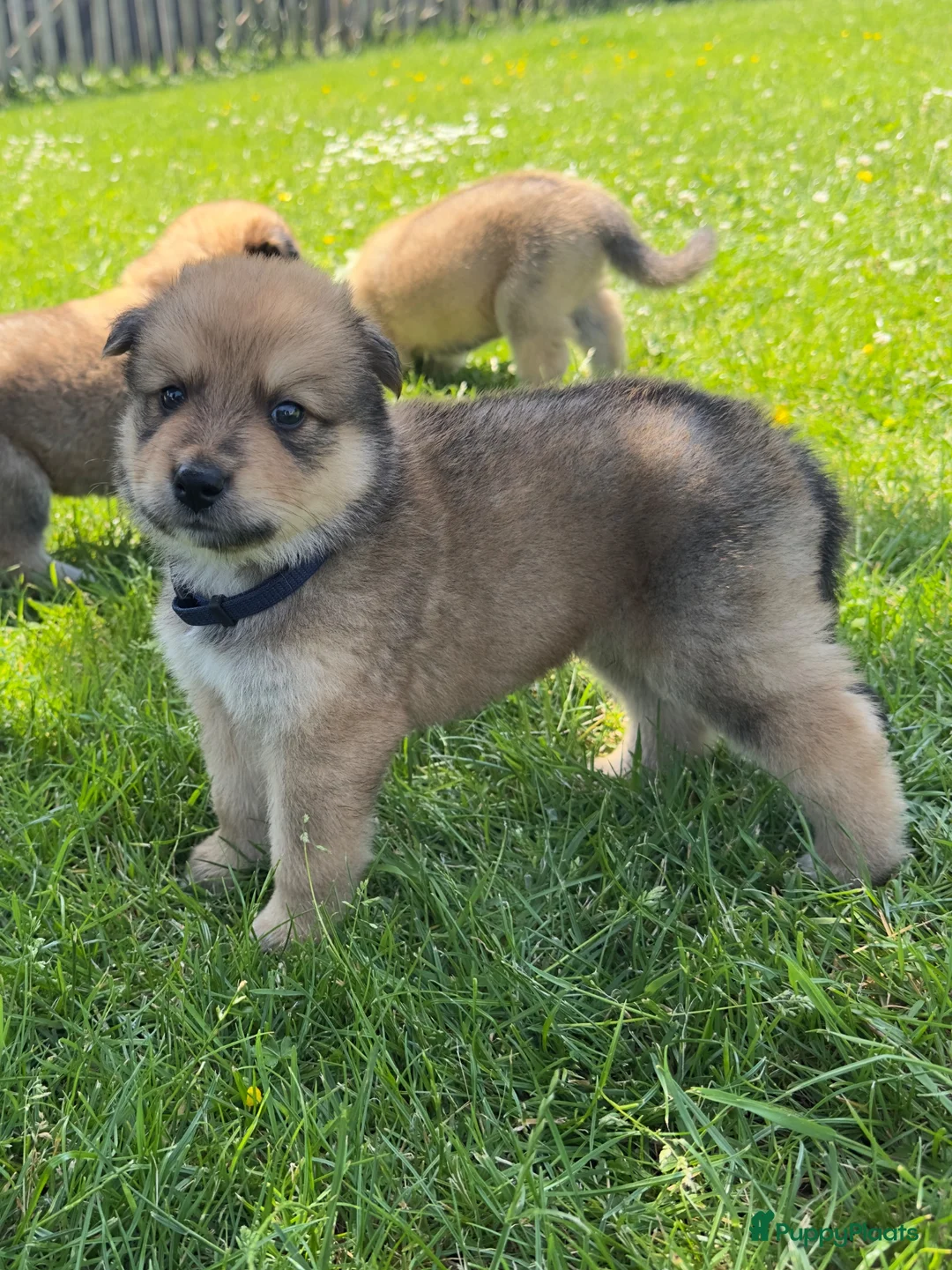 Kruising honden te koop: Pup Eurasiër / Herdermix - Advertentie 2