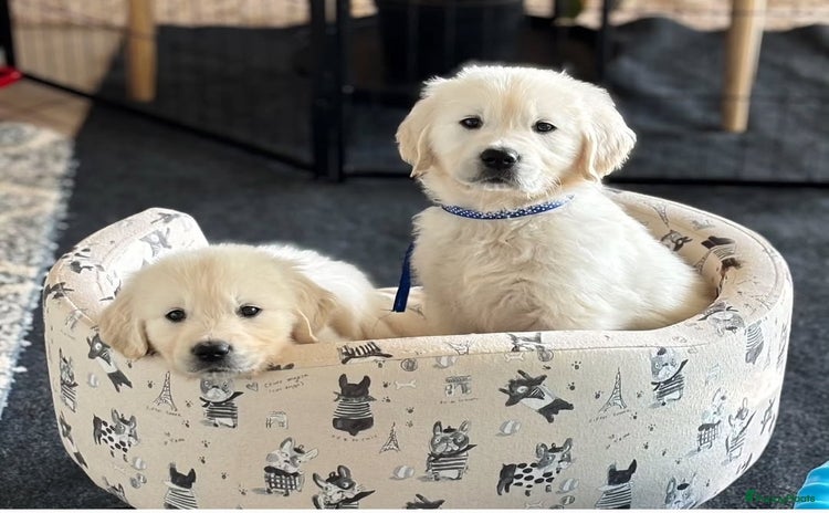 Golden Retriever honden - Advertentie 1