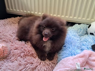 Pomeriaan honden pomeriaan - Advertentie 1